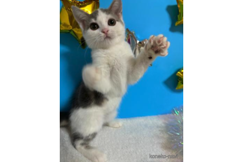 成約済の大阪府のスコティッシュフォールド-68354の5枚目